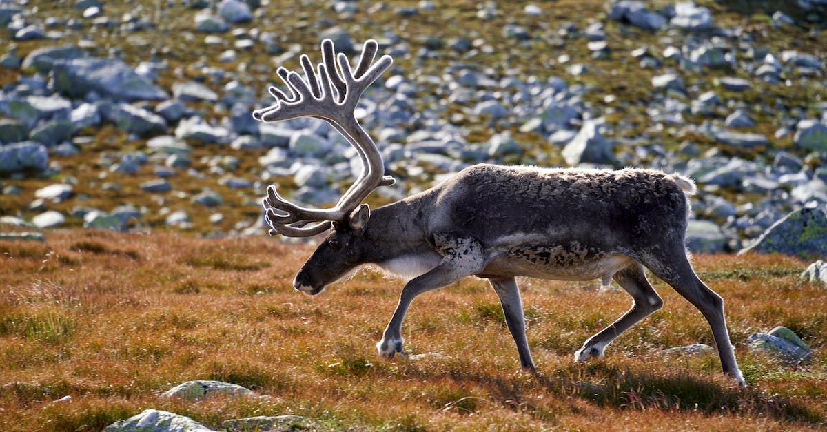Is there a glitch where the moose won't die? - Reindeer bull on the top of Norefjell