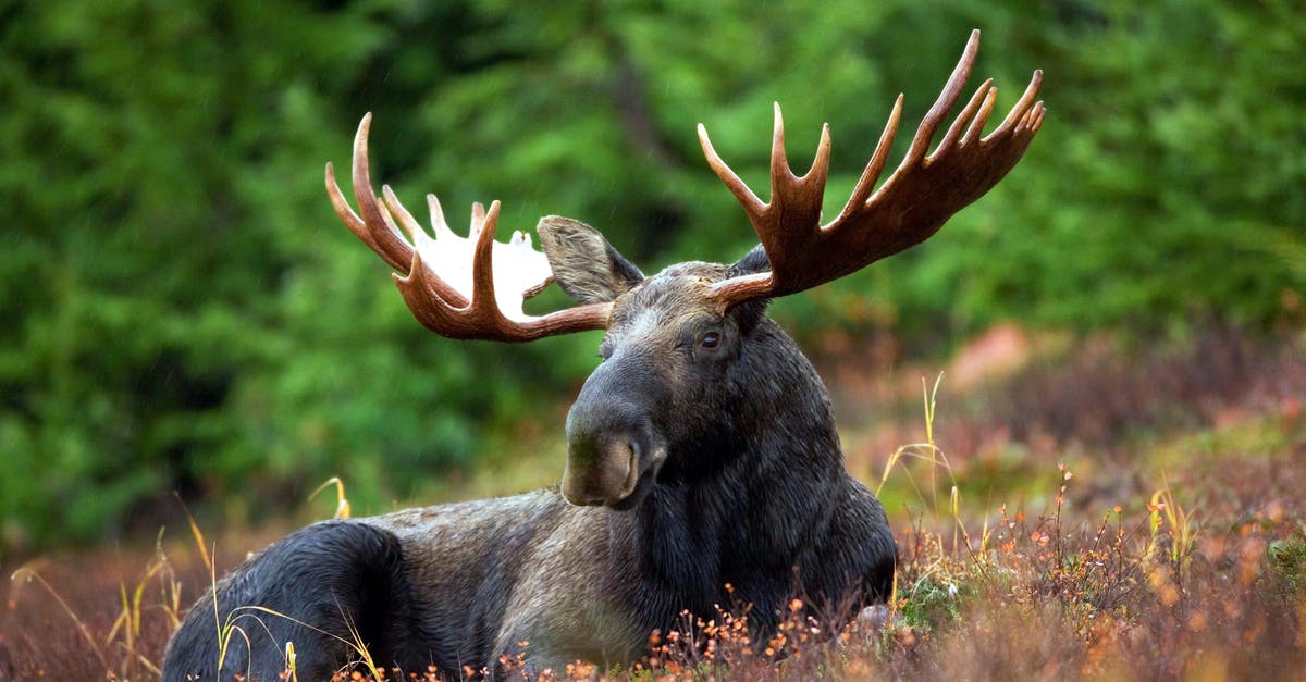 Is there a glitch where the moose won't die? - Black Deer Lying on Plants Near Green Trees during Daytime