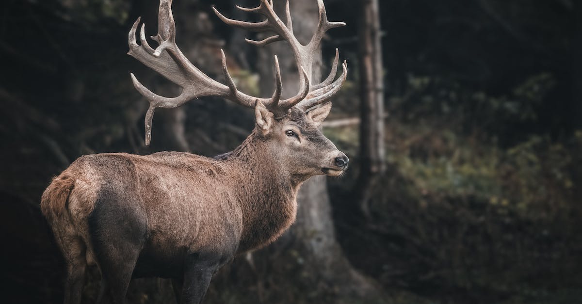Is there a glitch where the moose won't die? - Brown Deer Near Tree