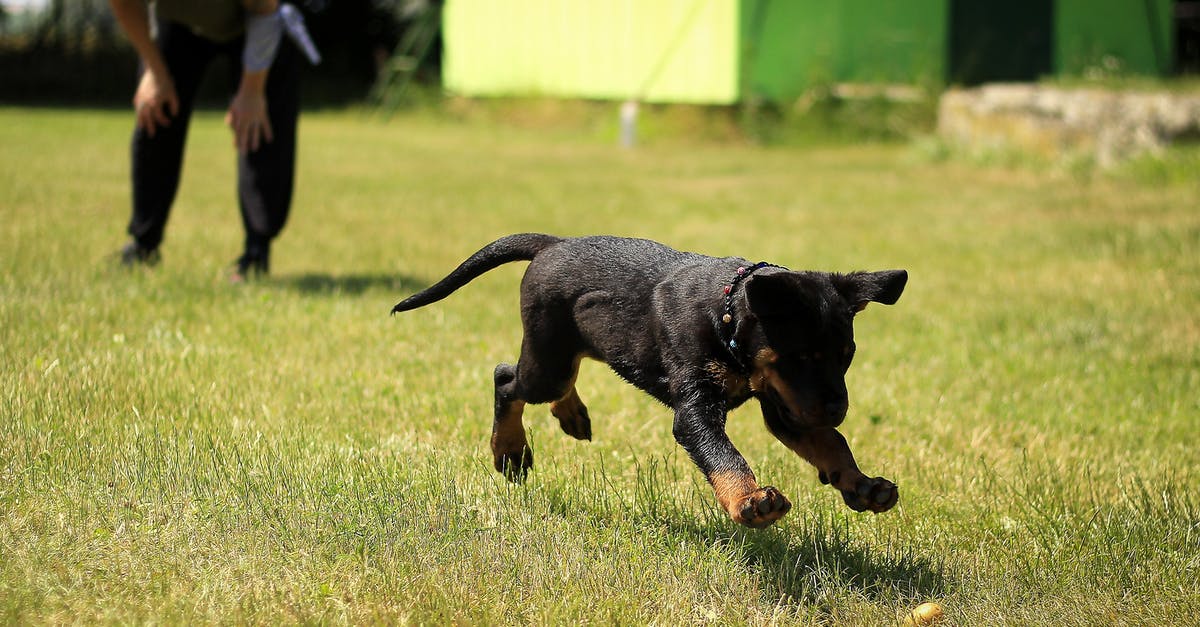 Is there a max trainer level in Magikarp Jump? - Black and Tan Rottweiler Puppy Running on Lawn Grass