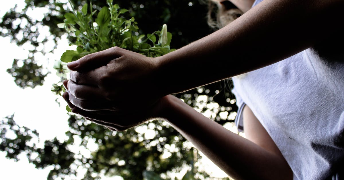 Is there a more efficient method of planting trees? - Woman Holding Plant Is there a more efficient method of planting trees? - Woman Holding Plant