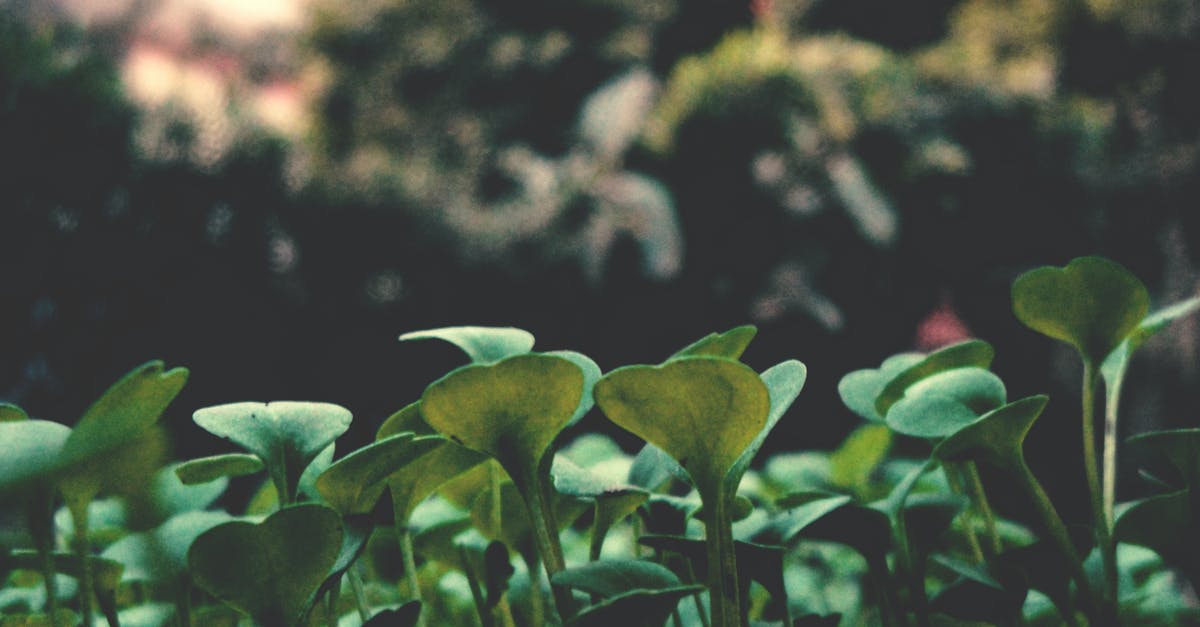 Is there a more efficient method of planting trees? - Green Leave Plant Is there a more efficient method of planting trees? - Green Leave Plant