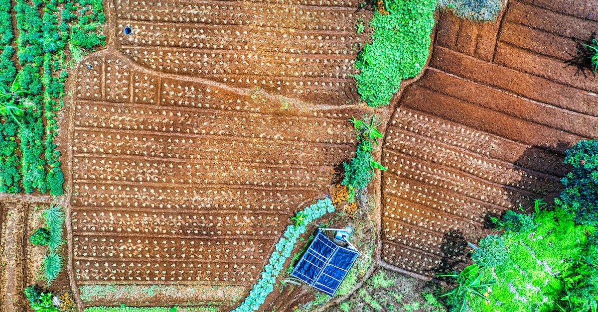 Is there a more efficient method of planting trees? - Crop Planting Is there a more efficient method of planting trees? - Crop Planting