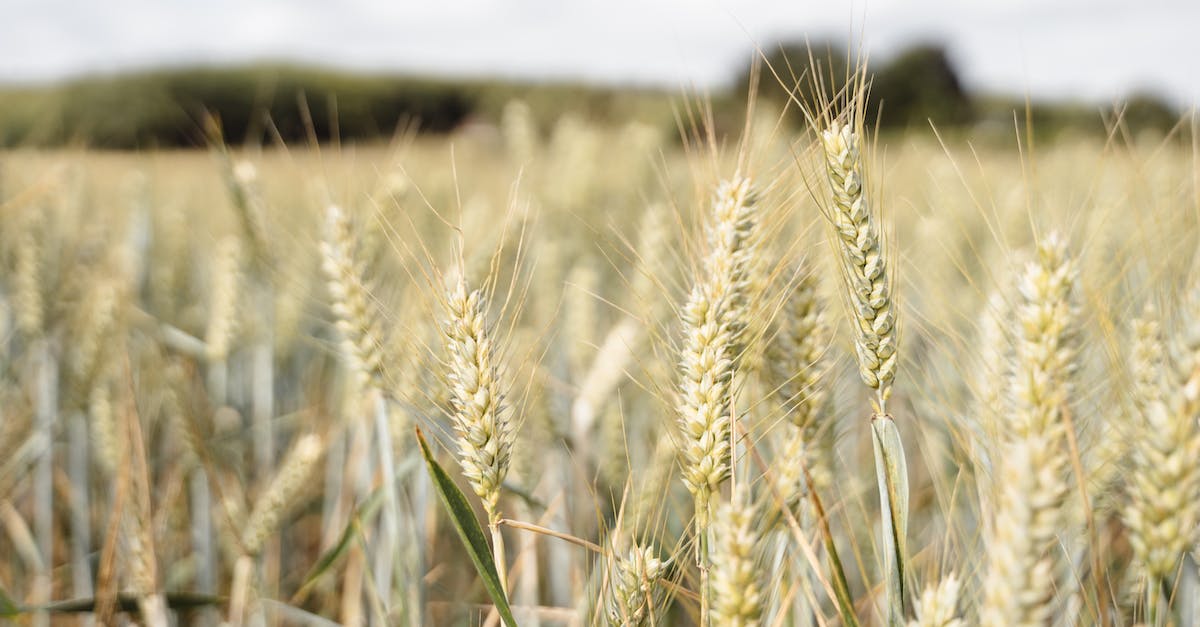 Is there a new system of scene unlock hints in Tiny Death Star? - Thin ears of wheat with leaves growing in agricultural field in rural terrain of countryside on blurred background in nature