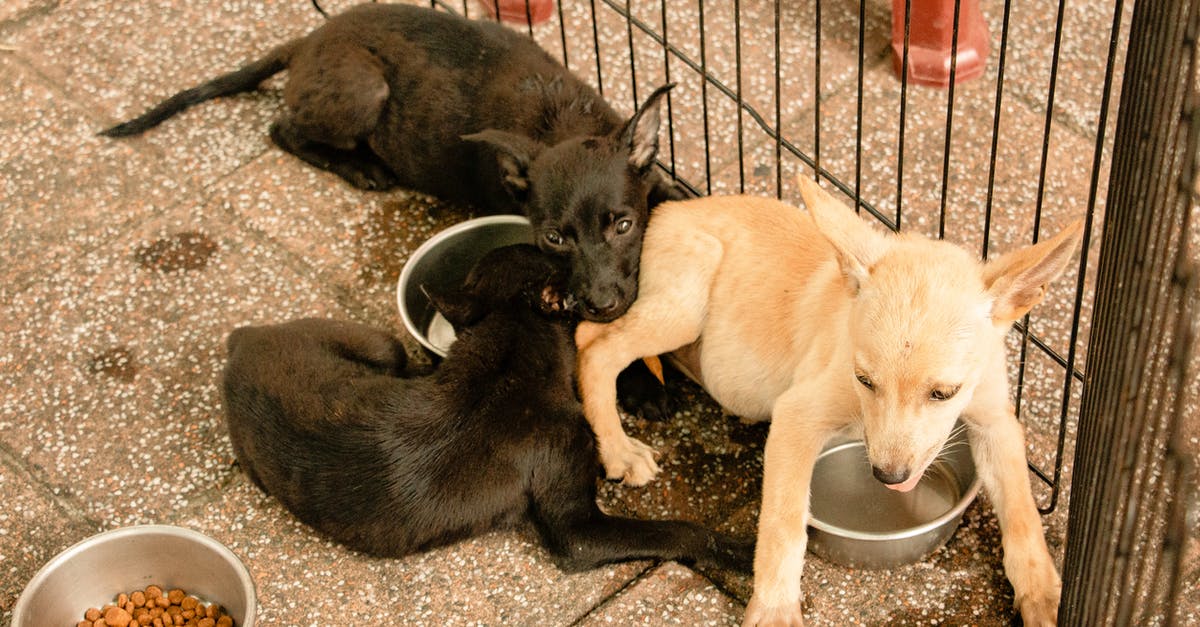 Is there a penalty for escaping from fights? - Adorable puppies playing on tile pavement near fence Is there a penalty for escaping from fights? - Adorable puppies playing on tile pavement near fence