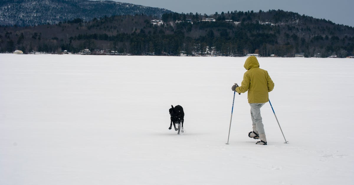 Is there a point playing Diablo III before the season starts? [closed] - A Person Playing with His Dog on Snow Covered Ground