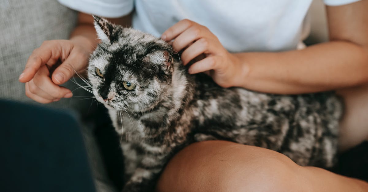 Is there a point to try to get companions as soon as possible? - Cat sitting on knees of anonymous owner Is there a point to try to get companions as soon as possible? - Cat sitting on knees of anonymous owner