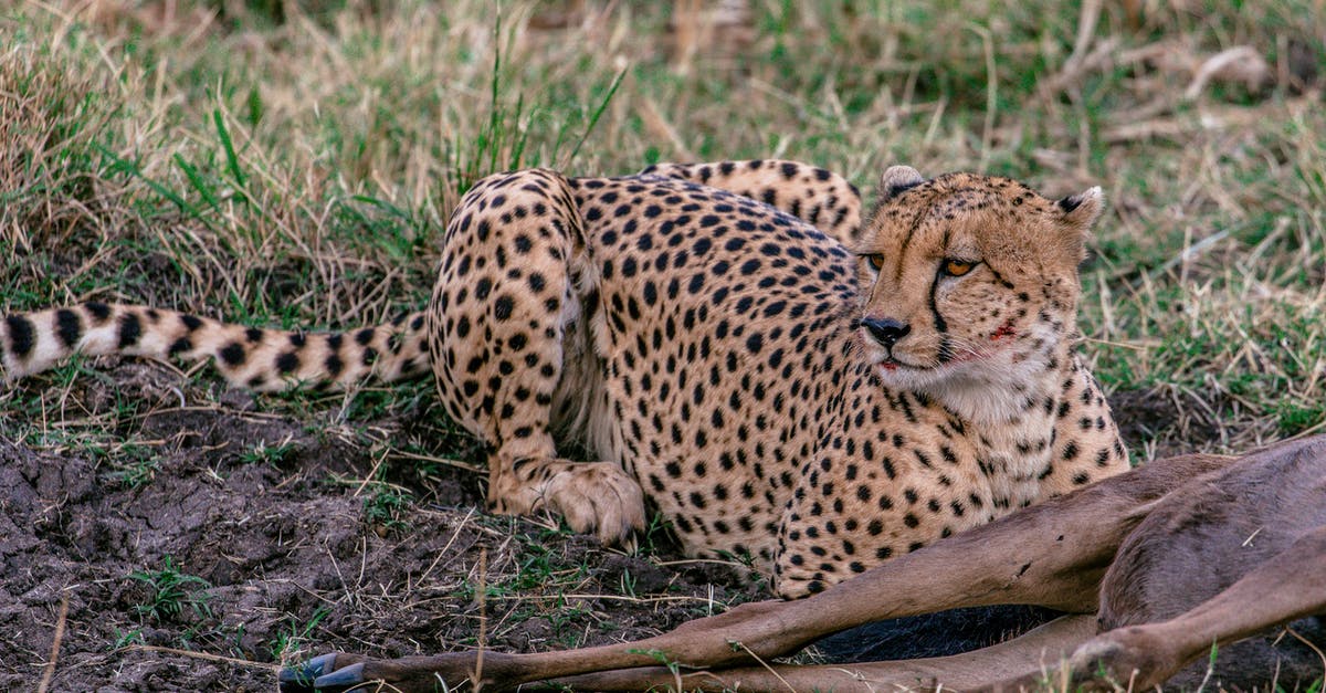 Is there a possibility to kill the madman myself? - Predatory cheetah with spotted fur relaxing on grass near killed wild animal in savanna