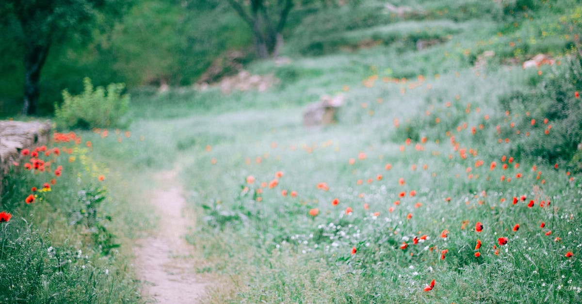 Is there a possible way to get rid of the grass color mapping in a resource pack? - Narrow path among grassy glade with small red flowers growing in forest in nature on summer day with blurred background