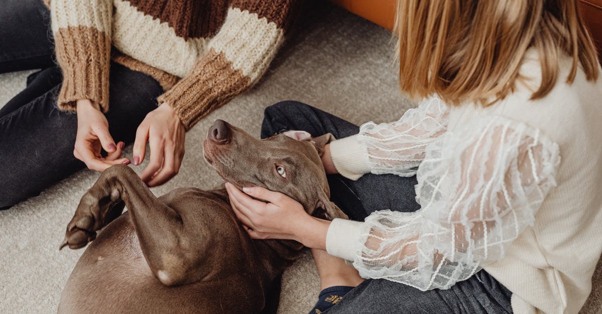 Is there a purpose to the scene where Dog finds a kid in Denerim? - Woman in White Long Sleeve Shirt Sitting Beside Brown Short Coated Dog Is there a purpose to the scene where Dog finds a kid in Denerim? - Woman in White Long Sleeve Shirt Sitting Beside Brown Short Coated Dog