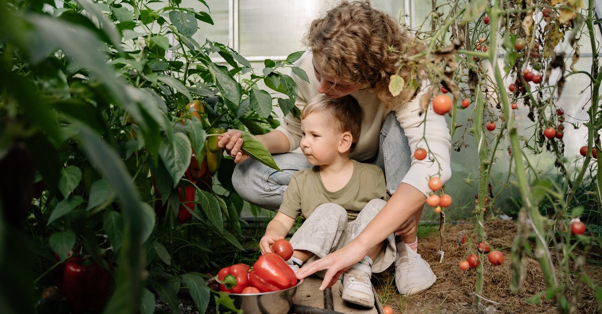 Is there a reason to picking up objects? - A Woman Harvesting Red Peppers and Tomatoes at the Garden
