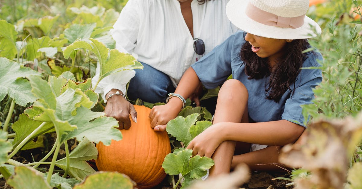 Is there a reward for collecting hidden stars in Evoland? - Woman in White Hat and Blue Shirt Sitting on Ground Beside Orange Pumpkin
