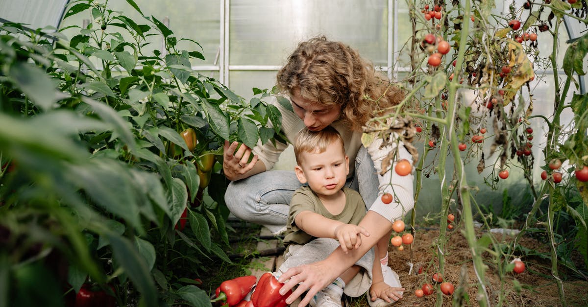Is there a reward for collecting hidden stars in Evoland? - 2 Girls Sitting on Green Grass Field