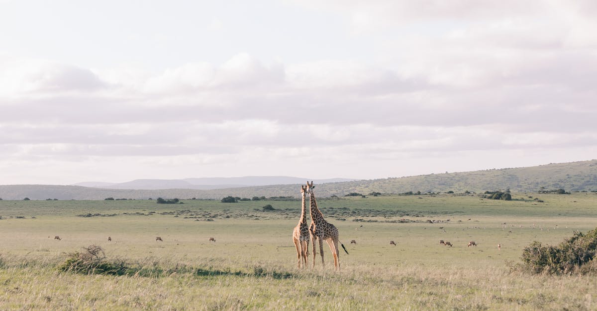 Is there a vanilla block like Air that wont be affected by "copy Air" being turned off in MC Edit? - Giraffes with long necks on grass lawn against mountains under cloudy sky on summer day Is there a vanilla block like Air that wont be affected by "copy Air" being turned off in MC Edit? - Giraffes with long necks on grass lawn against mountains under cloudy sky on summer day