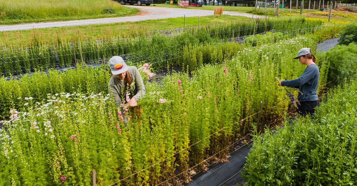 Is there a way to deposit caps? - Concentrated women in caps picking fresh green harvest in rows of plantations near road in summer