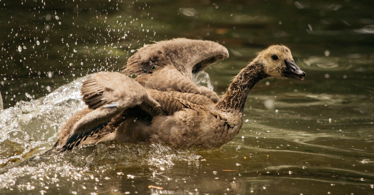 Is there a way to disable the keybinding for quick save and quick load in Skyrim? - Wild duck swimming in lake and flapping wings