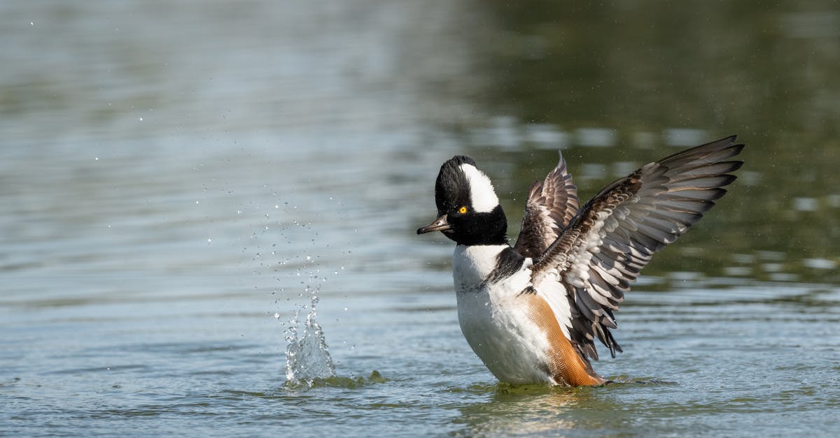 Is there a way to disable the keybinding for quick save and quick load in Skyrim? - Single duck flapping wings on pond