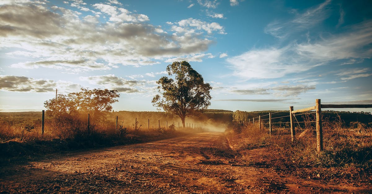 Is there a way to get infinite gold in Majesty 2: Monster Kingdom? - Peaceful landscape of empty field with orange grass and majestic green tree growing in sunny autumn