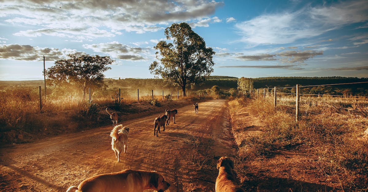 Is there a way to get infinite gold in Majesty 2: Monster Kingdom? - Playful dogs running together along rural roadway surrounded by golden grass and trees under cloudy sky
