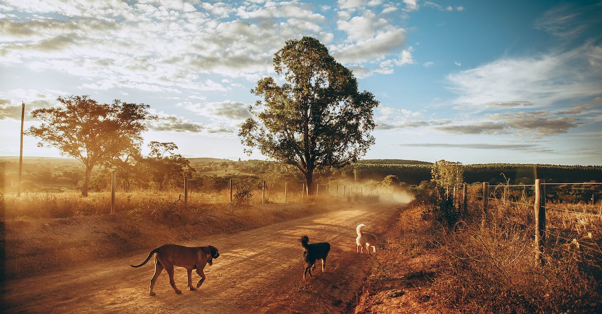 Is there a way to get infinite gold in Majesty 2: Monster Kingdom? - Active dogs running in countryside road