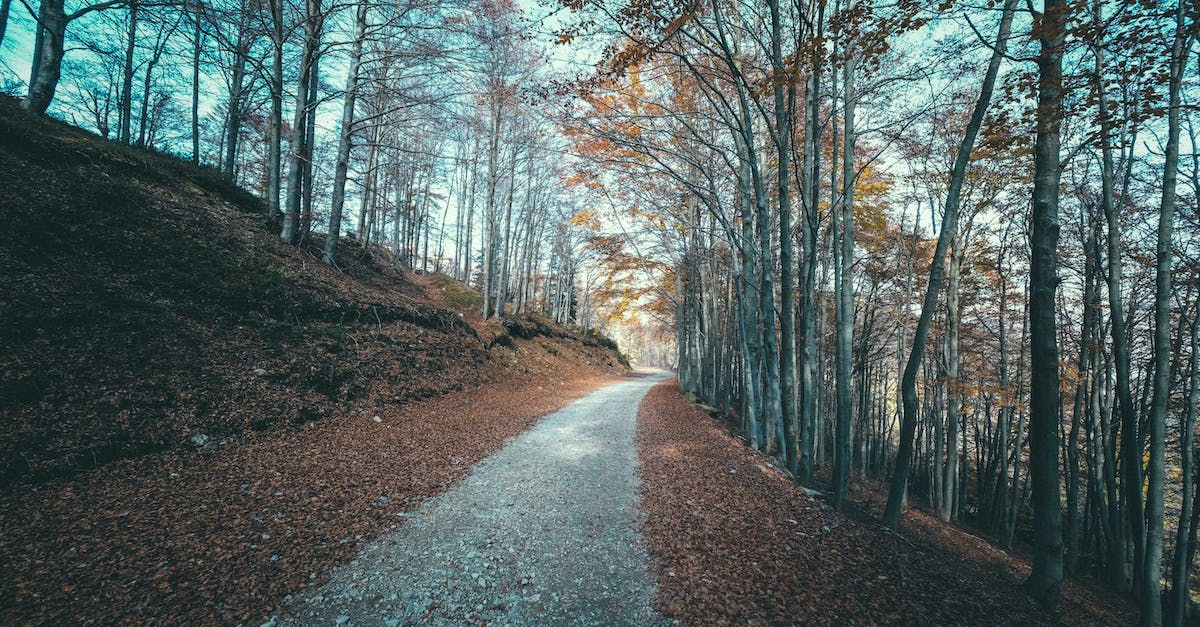 Is there a way to give away your coins when you leave this game? - Long narrow pathway between tall bare trees growing on ground covered with fallen leaves in autumn park Is there a way to give away your coins when you leave this game? - Long narrow pathway between tall bare trees growing on ground covered with fallen leaves in autumn park