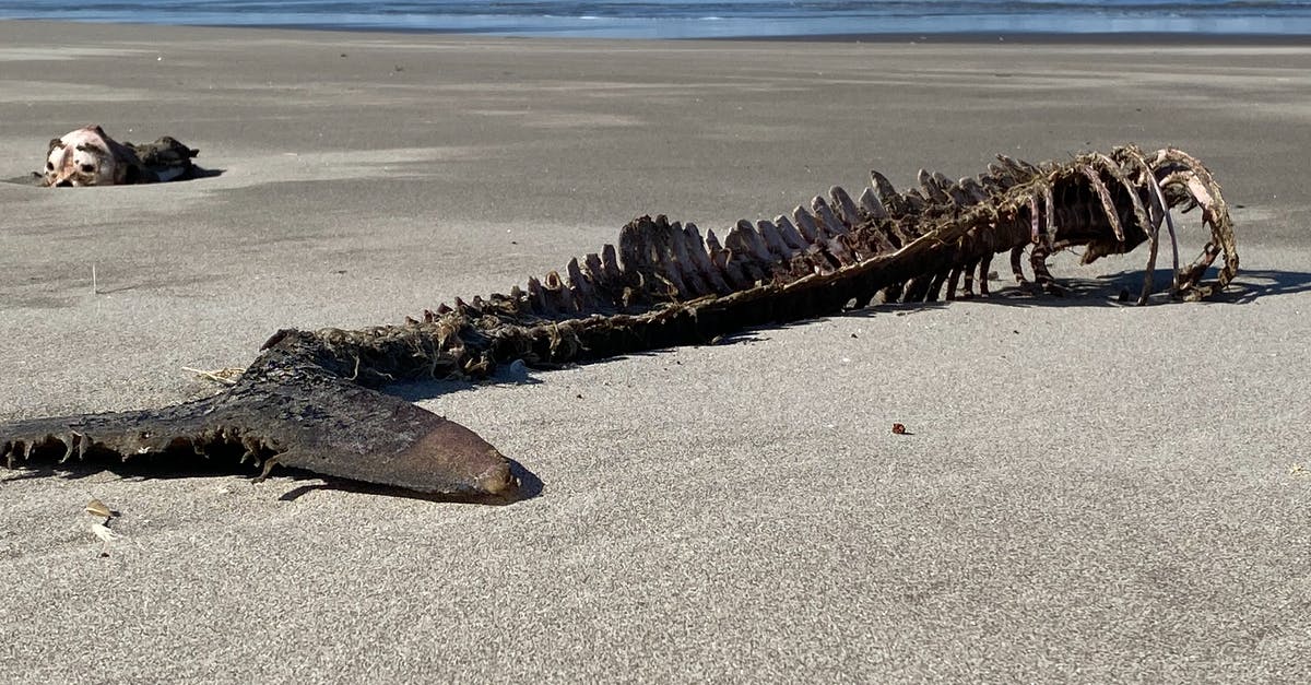 Is there a way to guarantee a bones file? - Brown and Black Sea Turtle on Beach Shore Is there a way to guarantee a bones file? - Brown and Black Sea Turtle on Beach Shore