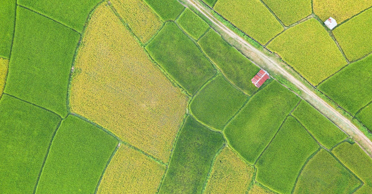 Is there a way to know the production and consumption rates of houses and factories? - Drone view of rural road going through picturesque green and yellow rice fields in countryside Is there a way to know the production and consumption rates of houses and factories? - Drone view of rural road going through picturesque green and yellow rice fields in countryside