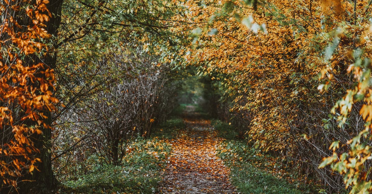 Is there a way to leave a ranked game without being punished? - Path through autumn trees with dry leaves