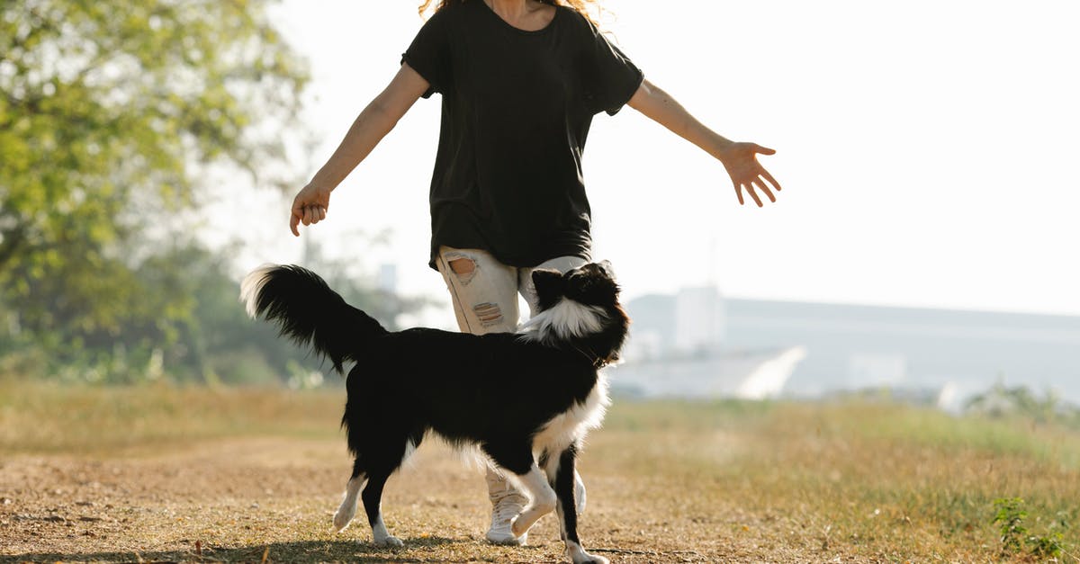 Is there a way to play BS Zelda: Inishie no Sekiban? - Happy woman running with Border Collie on rural road