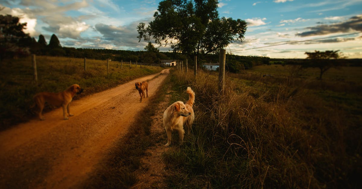 Is there a way to retrieve deleted progress for skyrim? [duplicate] - Dogs on rural road with pillars on sides surrounded by grass and trees against cloudy sky in summer evening