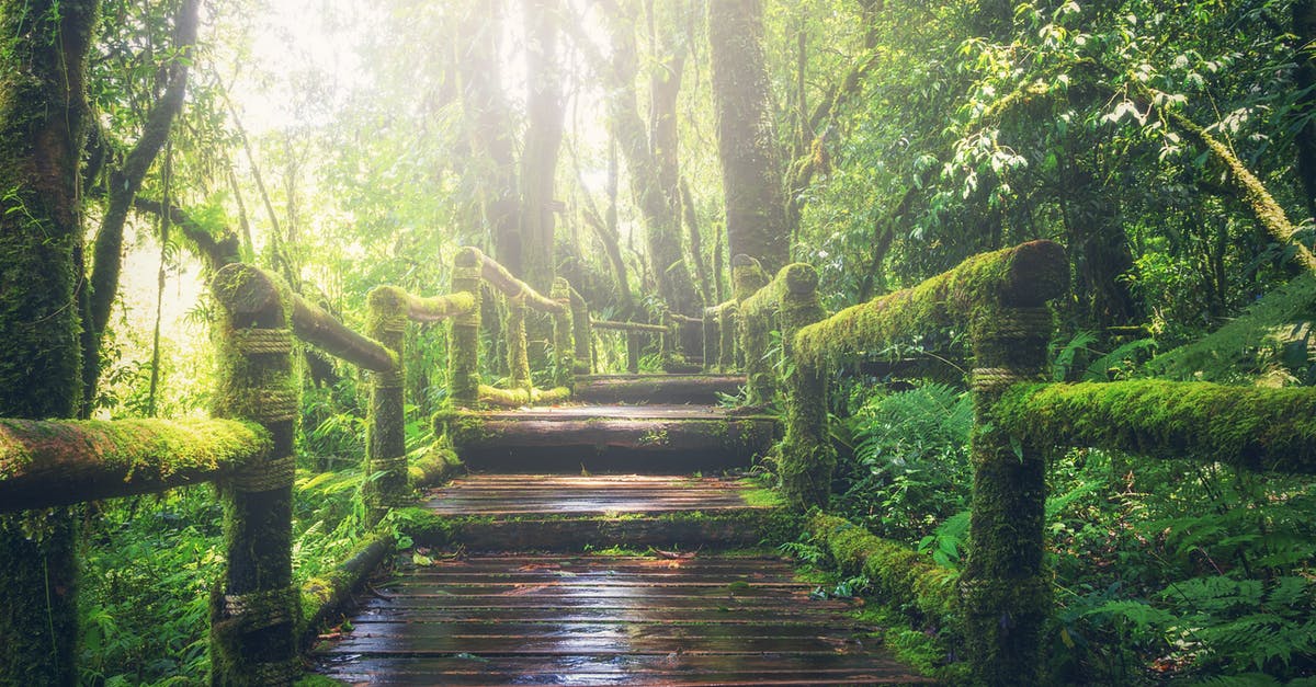 Is there a way to stealth a taunted minion? - Wooden Bridge on Rainforest