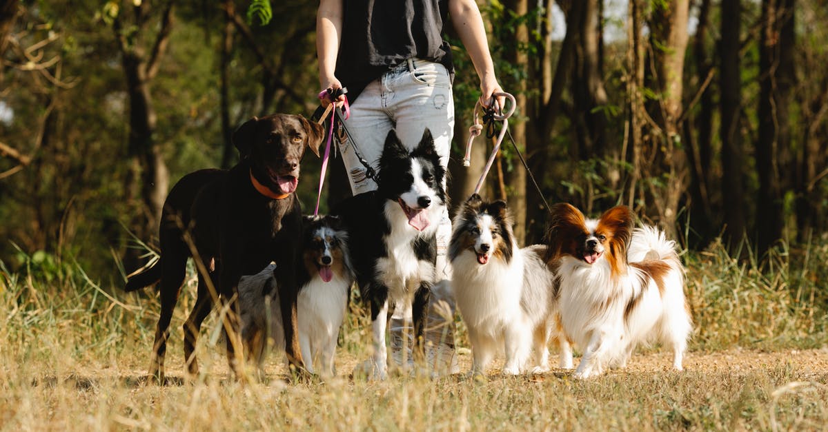 Is there a way to tell how many of a certain Pokemon I have caught? - Faceless woman with group of dogs