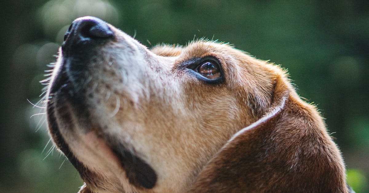 Is there a way to tell if my pet has grown up if it has a name? - Selective Close Up Photography of Brow Dog Looking Up Is there a way to tell if my pet has grown up if it has a name? - Selective Close Up Photography of Brow Dog Looking Up