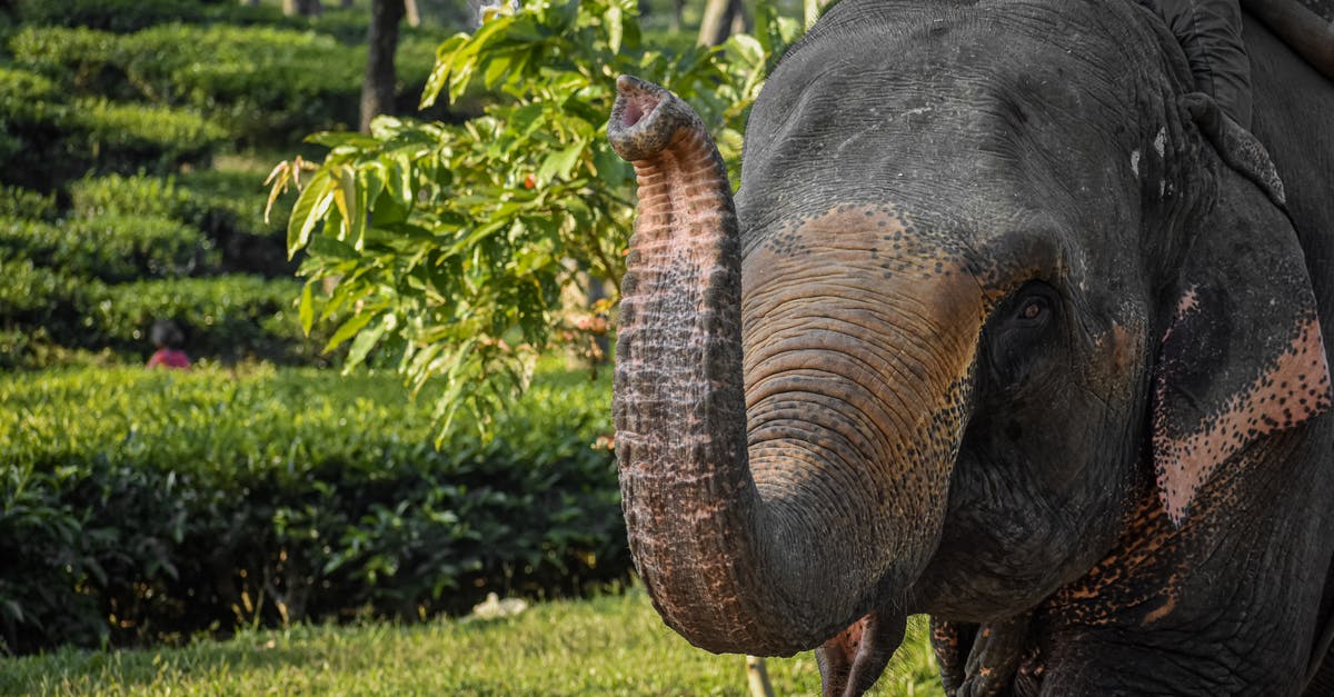 Is there an actual benefit to raising Magikarp's max level? - Brown Elephant Walking on Green Grass Field