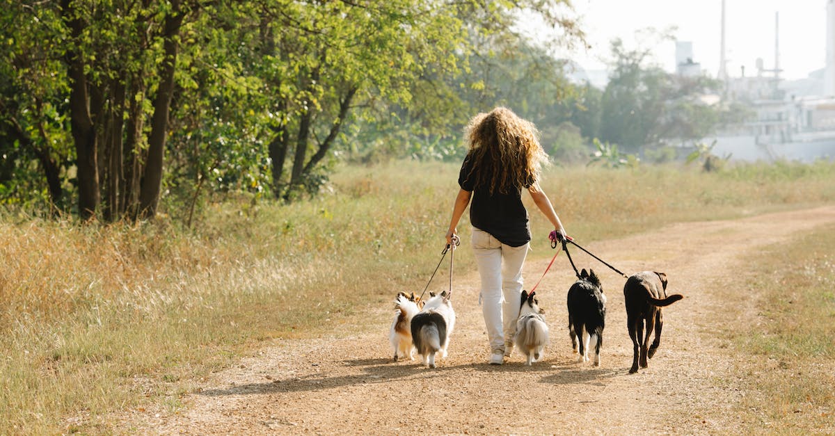 Is there an easy way to load many units into many overlords? - Full body back view of anonymous female owner strolling with pack of obedient dogs on rural road in countryside with trees