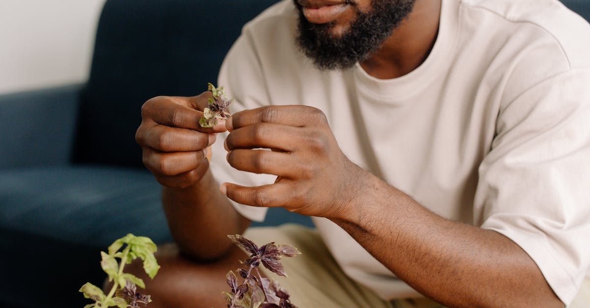 Is there any benefit to leveling Pokemon? - Free stock photo of botany, coffee, dawn Is there any benefit to leveling Pokemon? - Free stock photo of botany, coffee, dawn