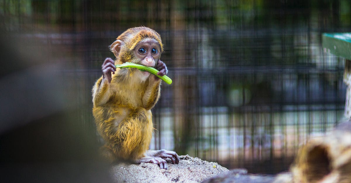 Is there any point in leveling up the Monkey King past level 3? - Photography of a Baby Monkey Eating Vegetable