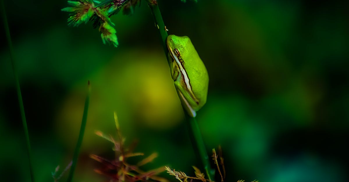 Is there any point to sleep more than an hour? - Closeup of bright green tree frog napping on plant stem with leaves on blurred background