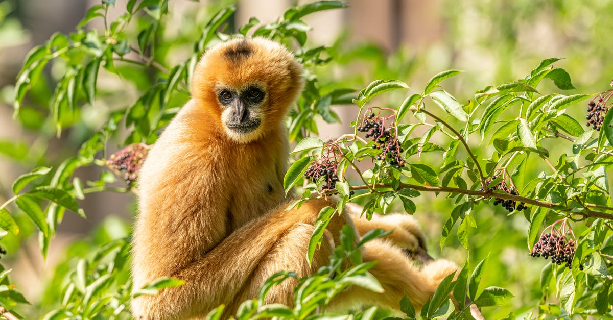 Is there any reason to feed a berry to a Pokémon in the new gym system? - Single monkey in lush branches