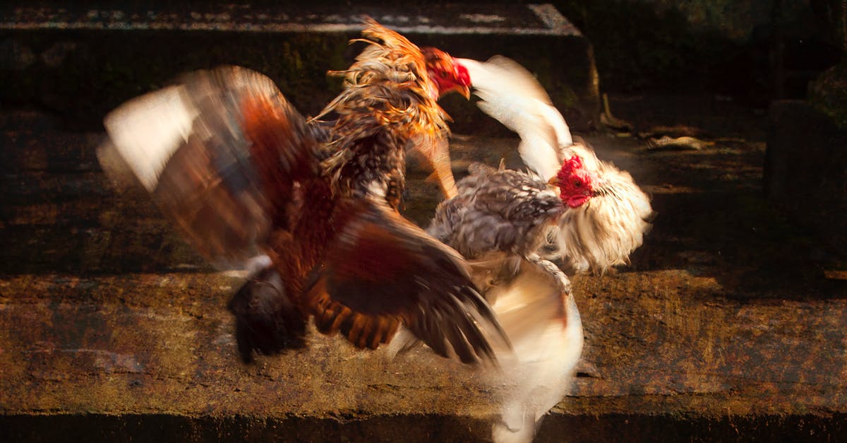 Is there any significance to fighting zombie sized chickens or chicken sized zombies? - Close-Up Photo of Two Chickens Fighting