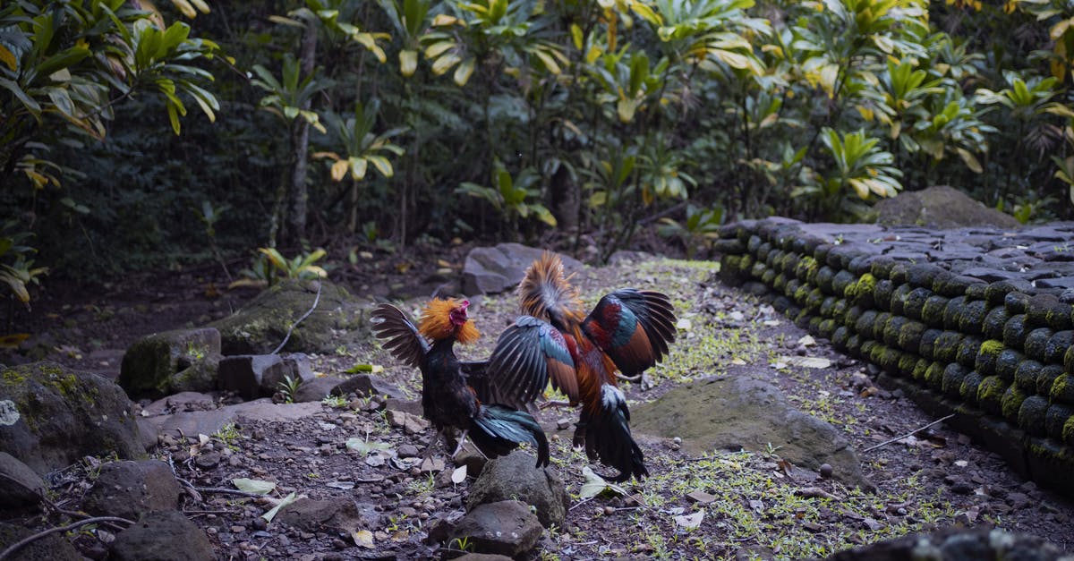 Is there any significance to fighting zombie sized chickens or chicken sized zombies? - Photo of Roosters Fighting Is there any significance to fighting zombie sized chickens or chicken sized zombies? - Photo of Roosters Fighting