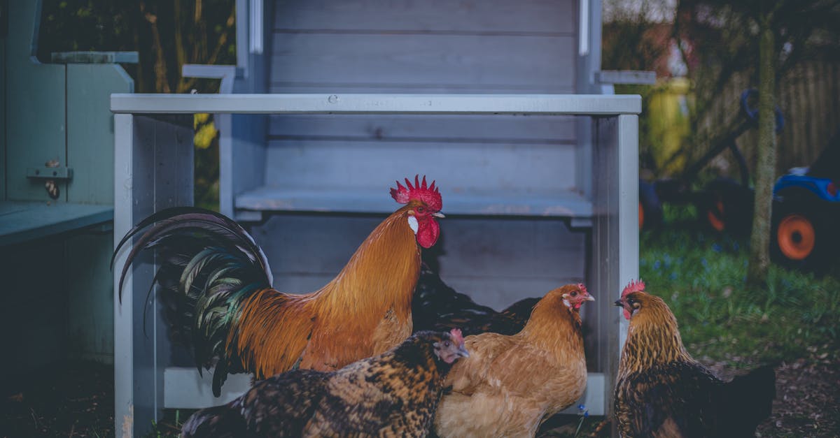 Is there any significance to fighting zombie sized chickens or chicken sized zombies? - Four Brown Chickens Is there any significance to fighting zombie sized chickens or chicken sized zombies? - Four Brown Chickens