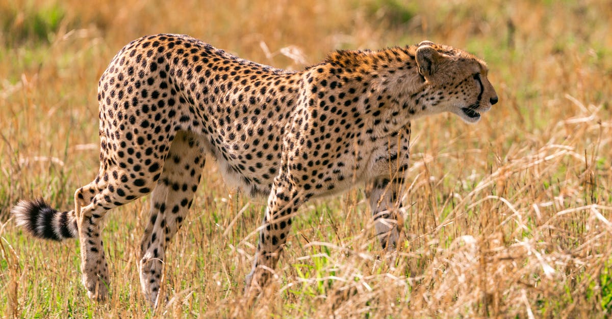 Is there any trick to getting the sneak attack materia - Wild cheetah looking for feed in savanna