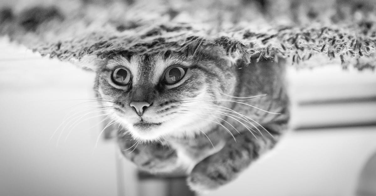 Is there any upside to terror? - Close-up of Cat Is there any upside to terror? - Close-up of Cat