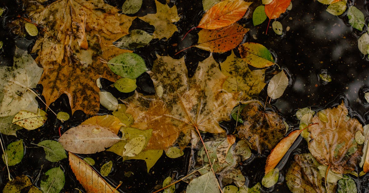 Is there any way I could get a resolution of 1200*700 in the FIFA 16 Demo configuration settings? - Assorted autumn leaves lying on wet asphalt road Is there any way I could get a resolution of 1200*700 in the FIFA 16 Demo configuration settings? - Assorted autumn leaves lying on wet asphalt road