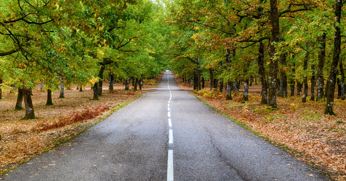 Is there any way to clip built objects into scenery objects? - Grey Concrete Road in the Middle of Dried Leaves Is there any way to clip built objects into scenery objects? - Grey Concrete Road in the Middle of Dried Leaves