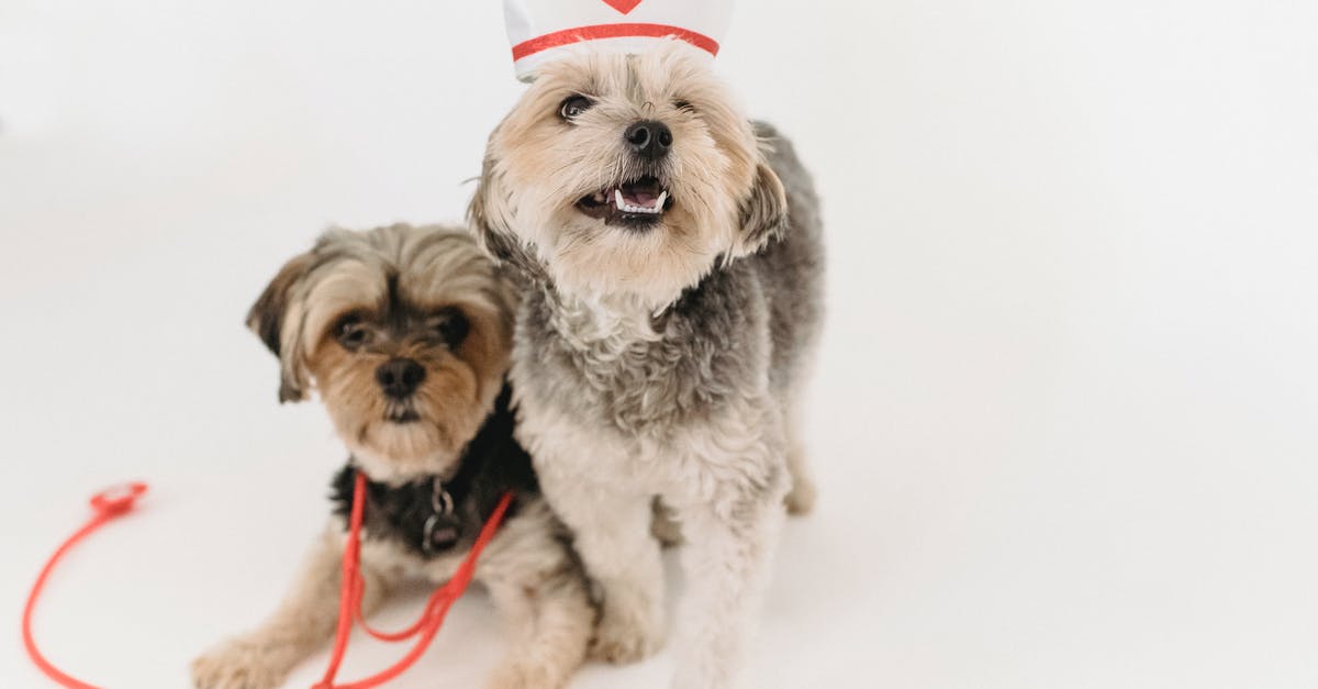 Is there any way to kill a companion permanently in the standard game modes? - Adorable fluffy purebred dogs with medical equipment playing on white background of studio