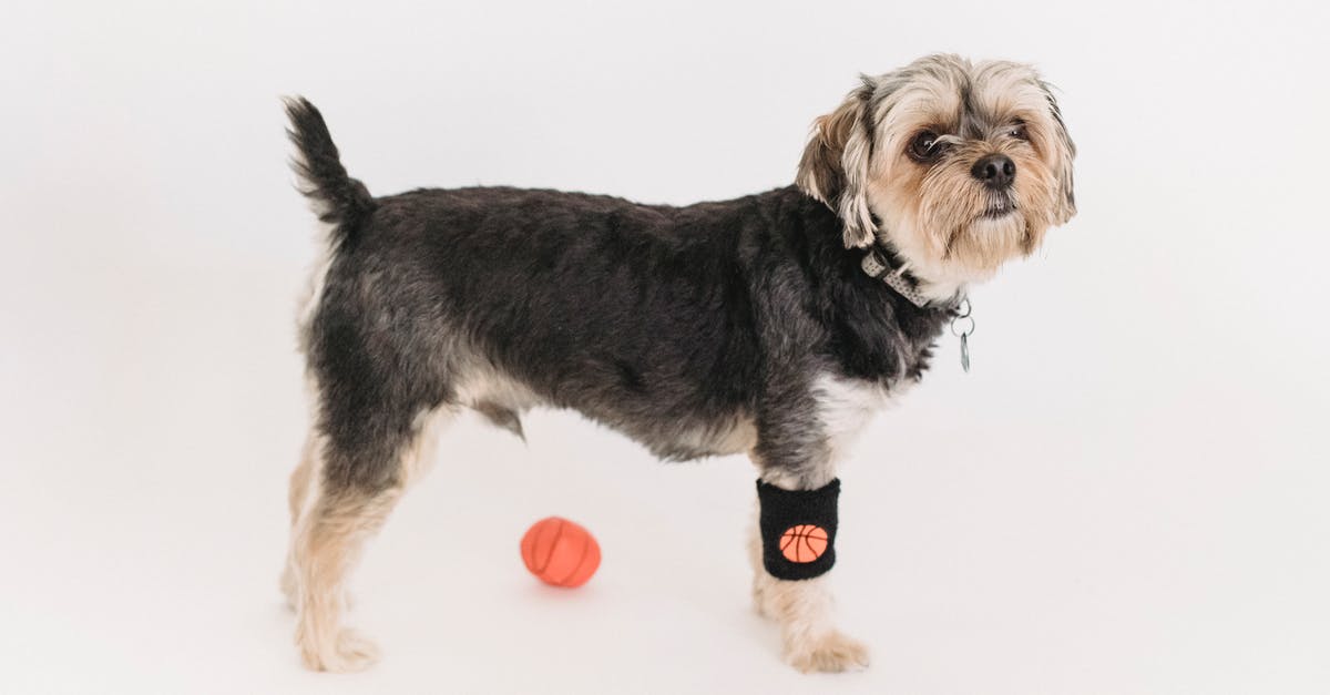 Is there any way to kill a companion permanently in the standard game modes? - Cute funny Yorkshire Terrier with fluffy muzzle playing with ball Is there any way to kill a companion permanently in the standard game modes? - Cute funny Yorkshire Terrier with fluffy muzzle playing with ball