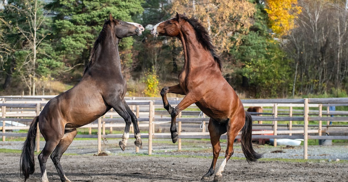 Is there any way to make horses unable to jump? - Brown Horse on Green Grass Field Is there any way to make horses unable to jump? - Brown Horse on Green Grass Field
