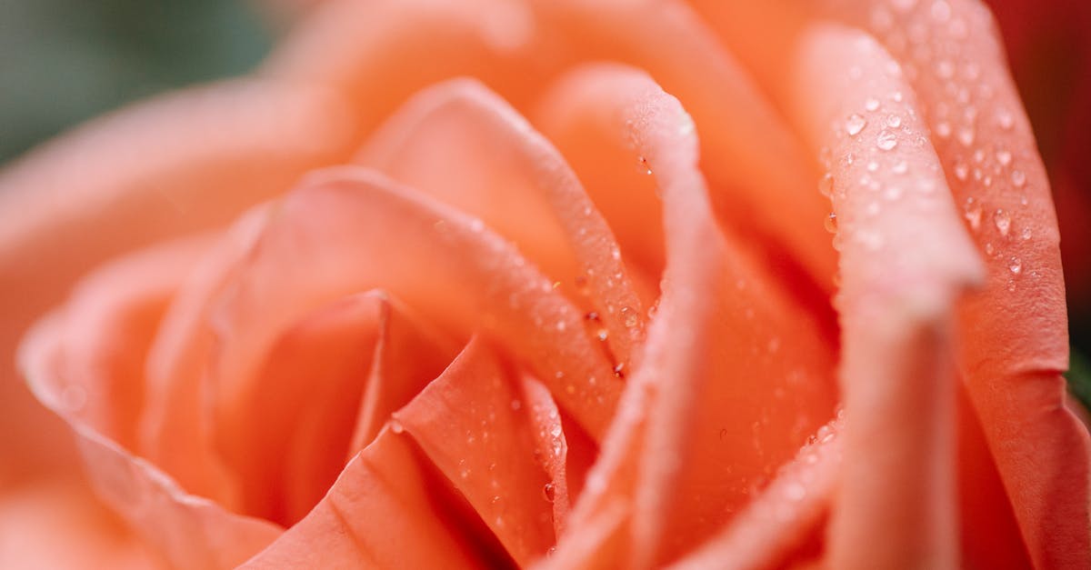 Is there anything I won't be able to do once the water level drops? - Closeup of blossoming orange flower with small water drips on delicate wavy petals on blurred background